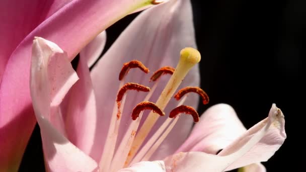 Primo Piano Fiore Che Mostra Polline Che Produce Stami Isole — Video Stock