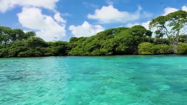 Pov Sail Wild Tropical Mangrove Nest Booby Birds Fly Blue — стоковое видео