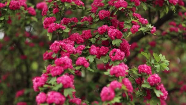 Повільний Відстежувальний Знімок Квітучого Дерева Повному Цвітіння Яскраво Рожевими Квітами — стокове відео