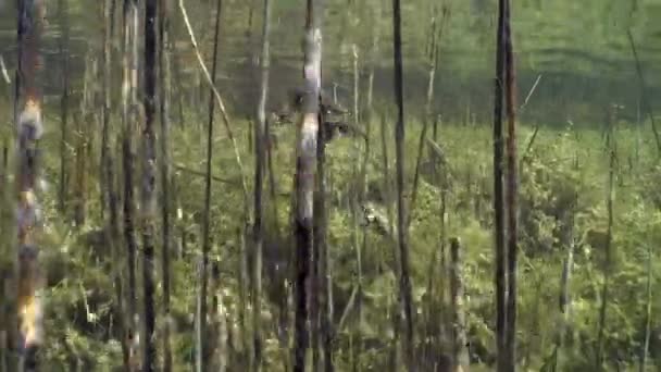 Κοινό Ζευγάρι Βατράχων Bufo Bufo Amplexus Κολυμπά Γύρω Από Τις — Αρχείο Βίντεο