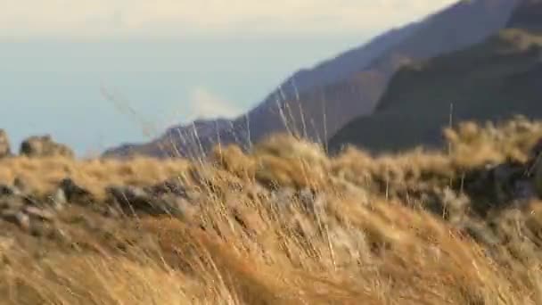 Blick Auf Die Berge Von Cordoba Argentinien Fokus Auf Gras — Stockvideo