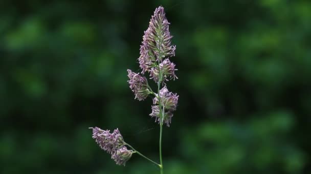 Closeup Grass Flowering Early Summer British Isles — Stockvideo