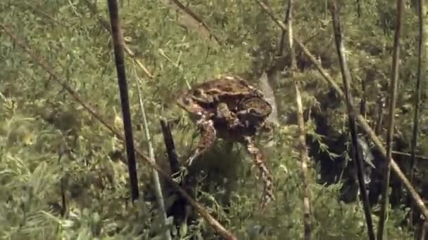 Pad Bufo Bufo Mannetjes Grijpen Vrouwtjes Met Hun Voorpoten Onder — Stockvideo