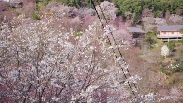 Japanese Sakura Trees Bloom Mount Yoshino Temples Background — Vídeo de Stock