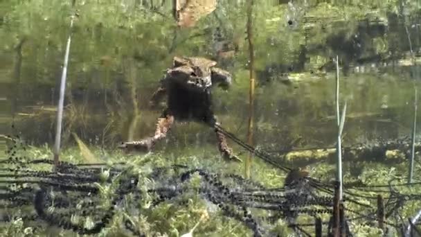 Par Sapo Común Bufo Bufo Amplexus Está Nadando Alrededor Los — Vídeo de stock