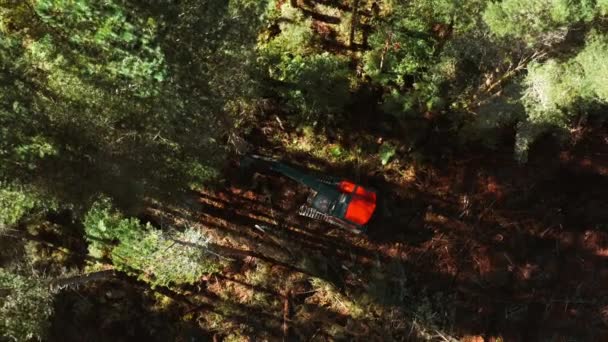 Бункер Срубающий Высокую Сосну Лесозаготовительном Лесу Виден Сверху — стоковое видео