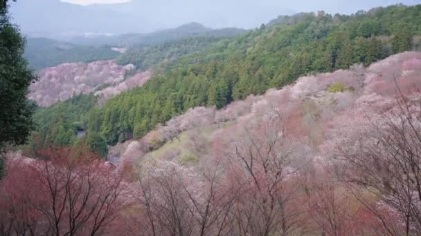 Pink Mountainside Yoshino Mountain Spring Nara Japan — Stock video