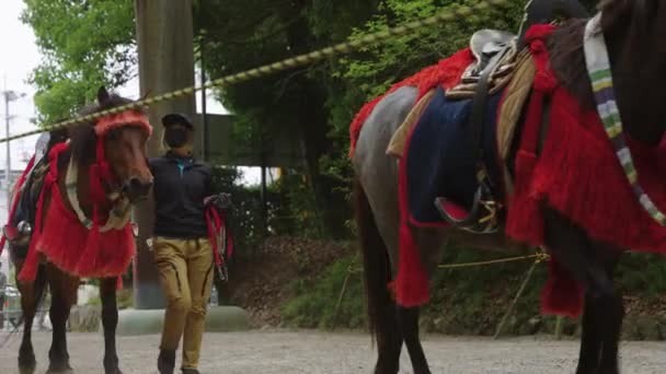 Yabusame Dressage Horses Being Lead Event Omi Jingu Shrine — стокове відео