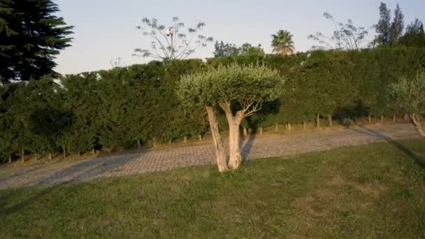 葡萄牙Alentejo的软木塞橡木婴儿上方的旋转 日出模式 — 图库视频影像