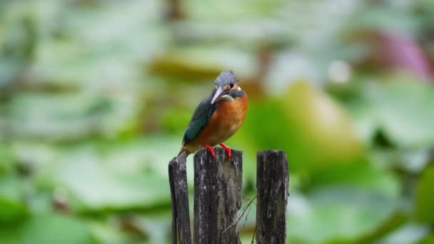 Resting Kingfisher Bird Bokeh Nature Background Selective Focus Shot — Vídeo de stock