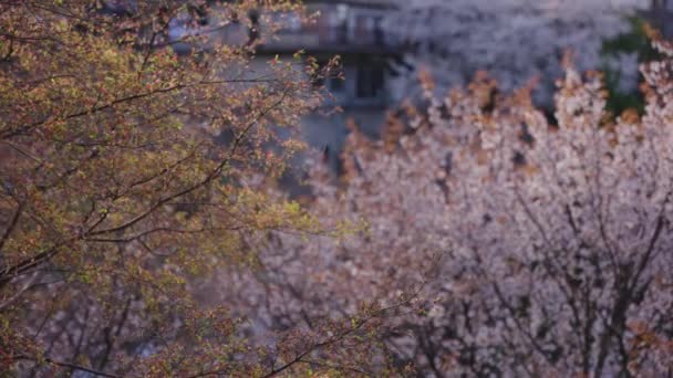 Západ Slunce Nad Třešněmi Sakura Yoshino Nara Teplý Klidný Den — Stock video