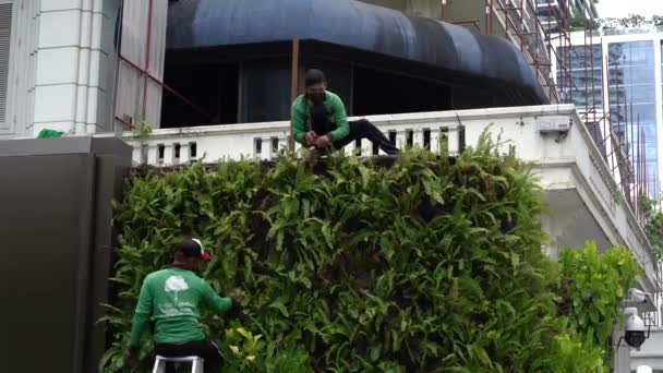 Two Man Gardening Vertical Green Wall Hotel Bangkok — Vídeo de Stock