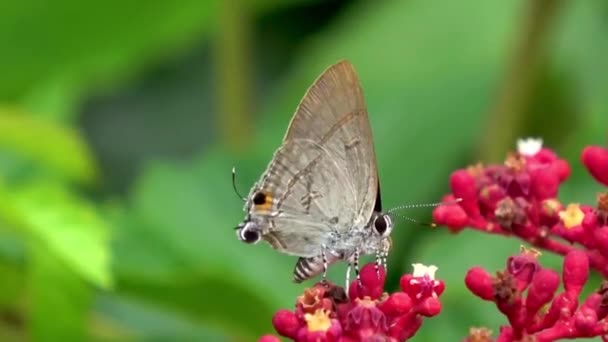 Papillon Fleurs Endémiques Pois Papillon Bleu Sri Lanka Assis Sur — Video