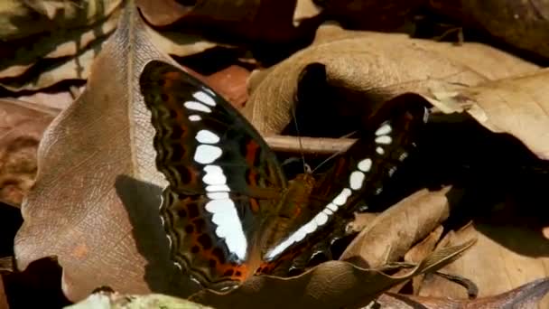 Vlinder Moduza Procris Calidasa Commandant Endemisch Vlinder Insect Sri Lanka — Stockvideo