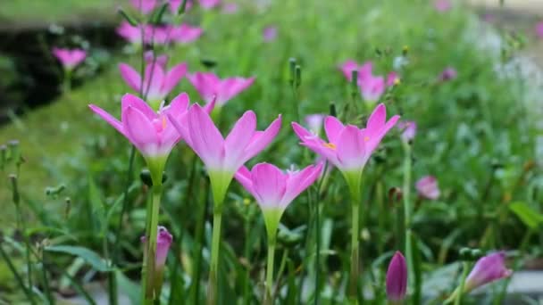 Beautiful Crocus Flower Blooming Green Garden Videos Nature Stock Footage — Vídeo de Stock