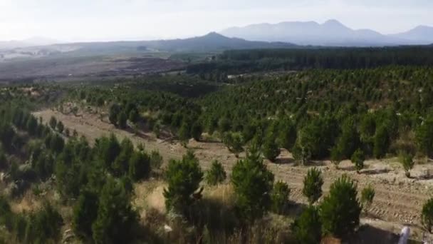 Hills Covered Young Pine Tree Plantation Reforestation Project Logging Industry — Vídeo de stock