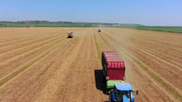 Тракторы Начинают Собирать Пшеницу Воздушным Видом Сельском Хозяйстве Нескольких Тракторов — стоковое видео