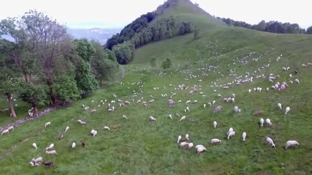 Let Přes Ovčí Farmaření Italských Horách — Stock video