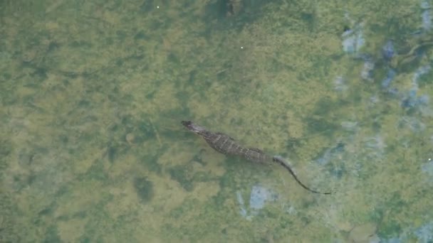 Monitor Natación Lagarto Agua Vista Aérea Superior — Vídeos de Stock