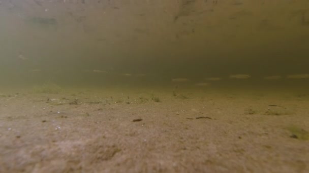 School Minnows Small Fish Swim Camera Fast Waves Refract Sunlights — Stockvideo