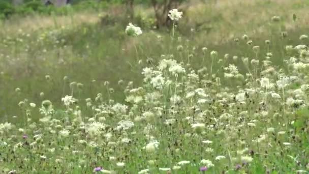 Magnífico Campo Flores Brancas Vagando Vento — Vídeo de Stock