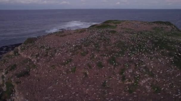 Cook Island Flock Seagulls Nesting Area New South Wales Australia — Stockvideo