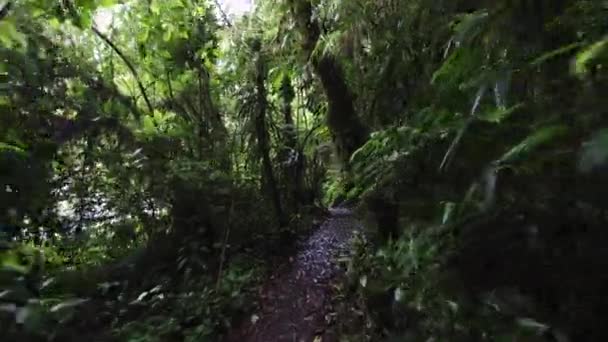 Walking Hiking Trekking Path Trail Monteverde Costa Rica Central America — Stockvideo