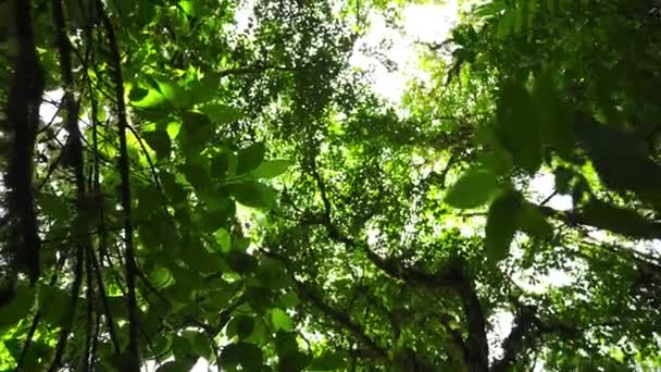 Napsütés Nedves Mély Vadonban Zöld Természetes Dzsungel Esőerdő Trópusi Környezetben — Stock videók