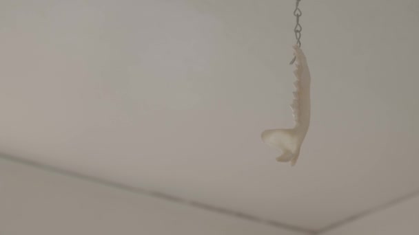 Animal Jaw Bone Teeth Swinging Small Chain White Room — Stockvideo