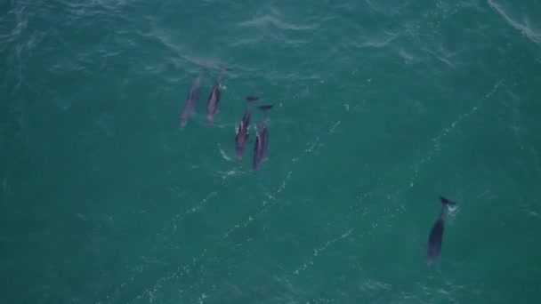Top View Bottlenose Dolphins Tasman Sea Daytime Drone Shot — ストック動画