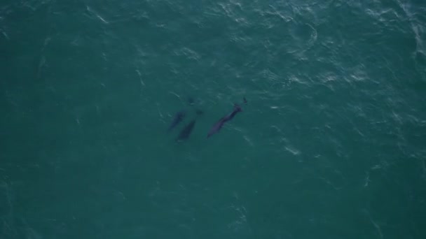 Pod Bottlenose Dolphins Swim Tasman Sea Aerial Top — Vídeos de Stock