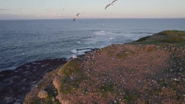 Zeemeeuwen Vliegen Rond Cook Island Tijdens Zonsondergang New South Wales — Stockvideo