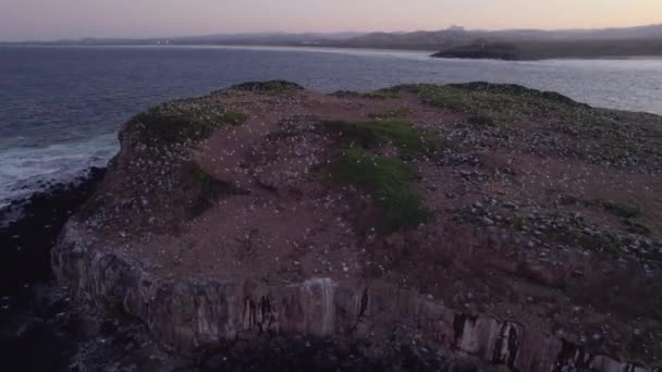 Colony Seagulls Cook Island Fingal Headland Nsw Australia Sunset Aerial — Video Stock