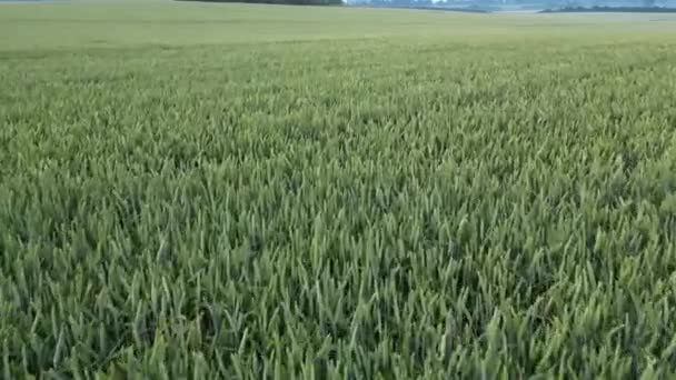 Flying Beautiful Wheat Field Growing — Vídeos de Stock
