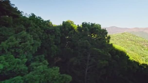 Trees Andalusia Spain Clear Day — Wideo stockowe