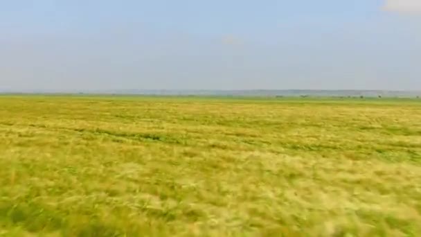 食品加工のために栽培されている作物の大規模なフィールドの空中ビュードローン 農業の晴れた日に緑の作物 穀物の高速ドローンビュー上昇する食料価格フィールド 高価格ケシ — ストック動画