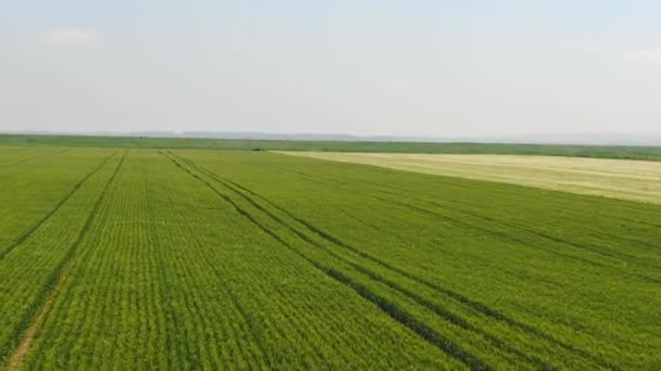 Aerial View Drone Large Field Crops Being Grown Food Processing — Video