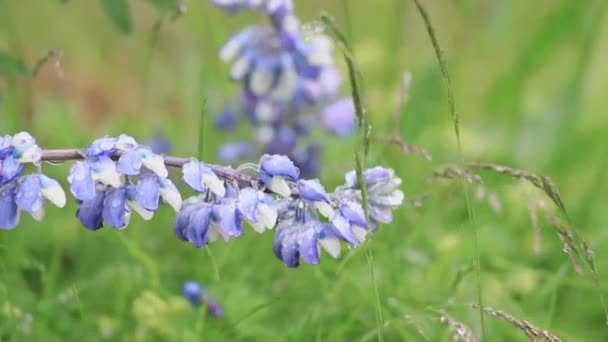 Iceland Long Purple Flower — Vídeo de Stock