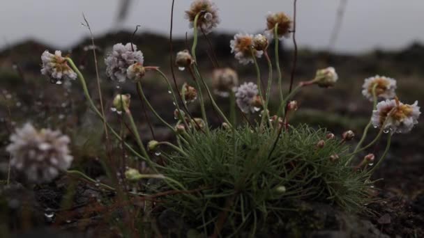 Islandia Zamknij Kwiaty Lawa — Wideo stockowe