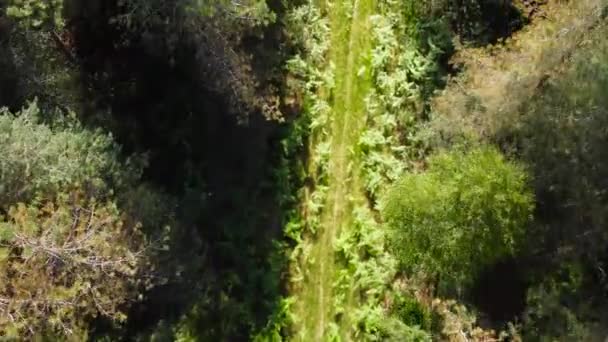 昼間は英国ノーフォークの春の森に囲まれた通路の空中映像 森の道を飛ぶドローン — ストック動画