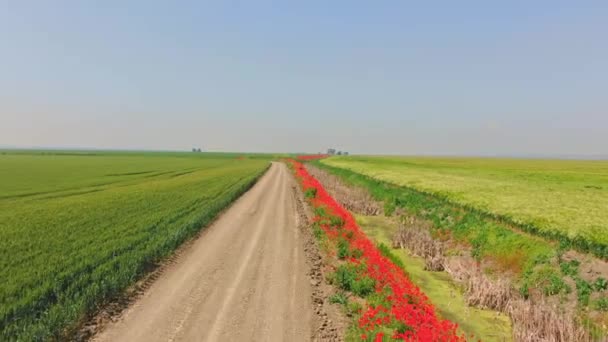 Aerial View Drone Large Field Crops Being Grown Poppy Field — Vídeo de stock