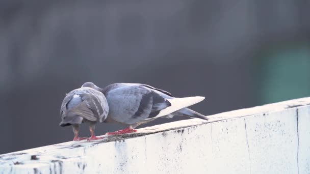 Adult Pigeon Feeding Grown Squab — Stock video