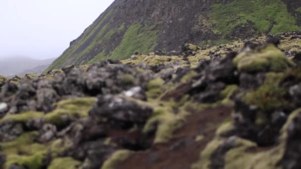 Iceland Lava Moss Pull Focus — Stockvideo