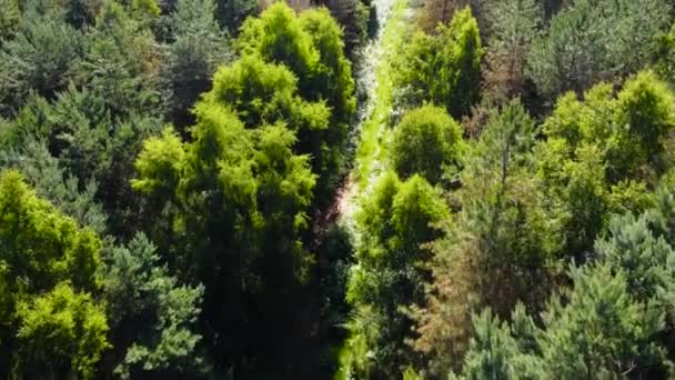 Drohnenflug Über Einen Mit Büschen Bedeckten Pfad Einem Abgelegenen Wald — Stockvideo