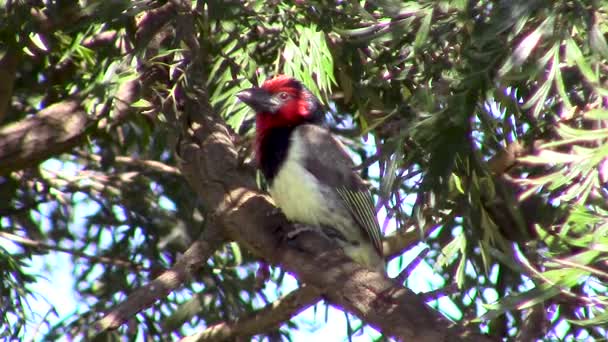 Barbudo Cuello Negro Lybius Torquatus Sentado Árbol — Vídeo de stock