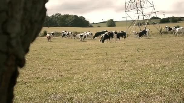 Vleeskoeien Grazen Het Veld Van Landbouwers — Stockvideo