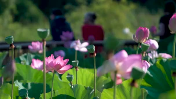 Lotus Flowers Out Focus Couple Bridge — Vídeo de Stock