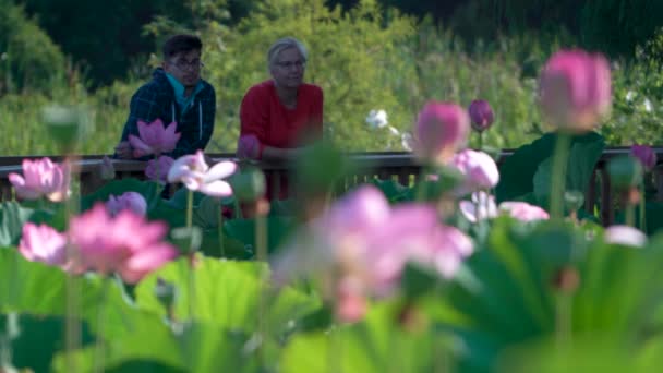 Closeup Couple Mother Son Bridge Blooming Lotus Flowers — Vídeo de Stock