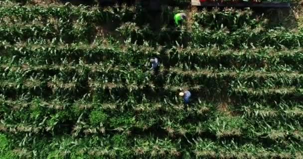 High Aerial Camera Looking Straight Three Farmers Pick Corn Cornfield — Stockvideo