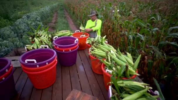 Farmer Putting Corn Flatbed Out Cornfield — Stock Video